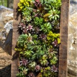 how to make a succulent wall planter
