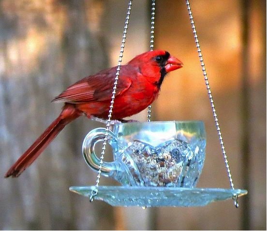 DIY Tea Cup Bird Feeder